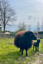 Ouessant ram lammetje, Mannelijk, Schaap