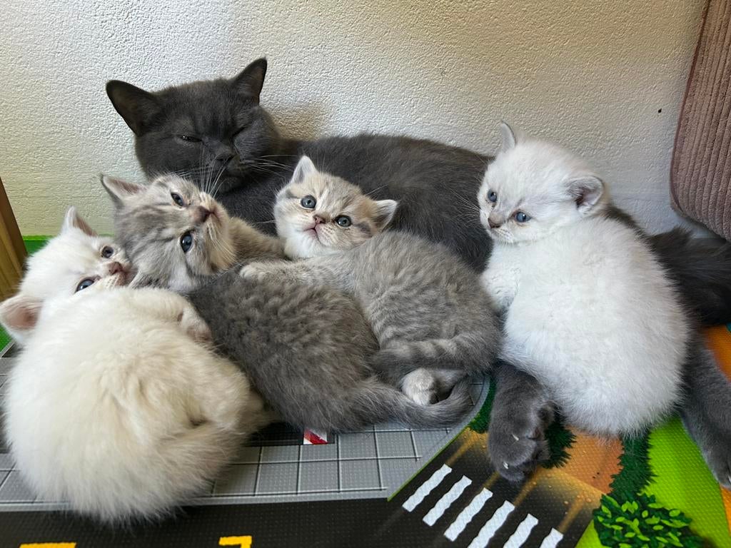 Britse korthaar kittens, Dieren en Toebehoren, Katten en Kittens | Raskatten | Korthaar, Geslacht onbekend, Ontwormd, 0 tot 2 jaar