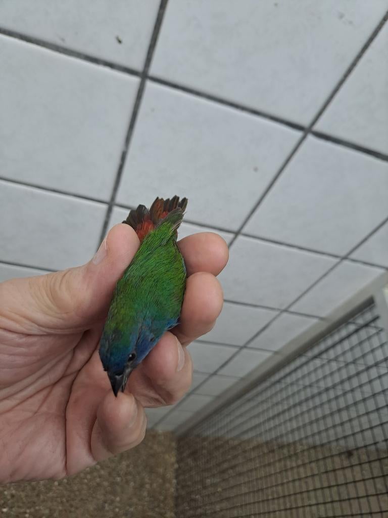 Forbes papegaaiamadine Spaanse kanaries, Mannelijk