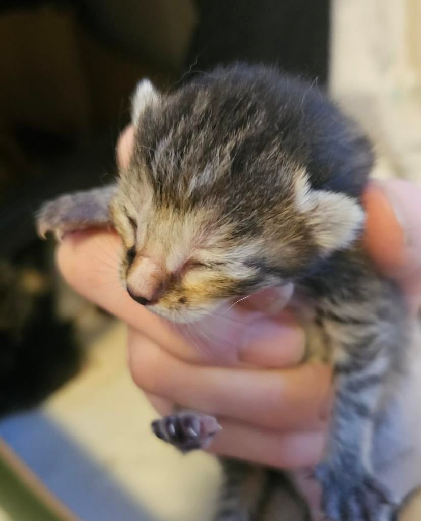 Siamees x Europese korthaar kittens, Meerdere dieren, 0 tot 2 jaar