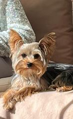 Yorkshire, Dieren en Toebehoren, Honden | Jack Russells en Terriërs, 1 tot 2 jaar, Teef, Eén hond, Parvo