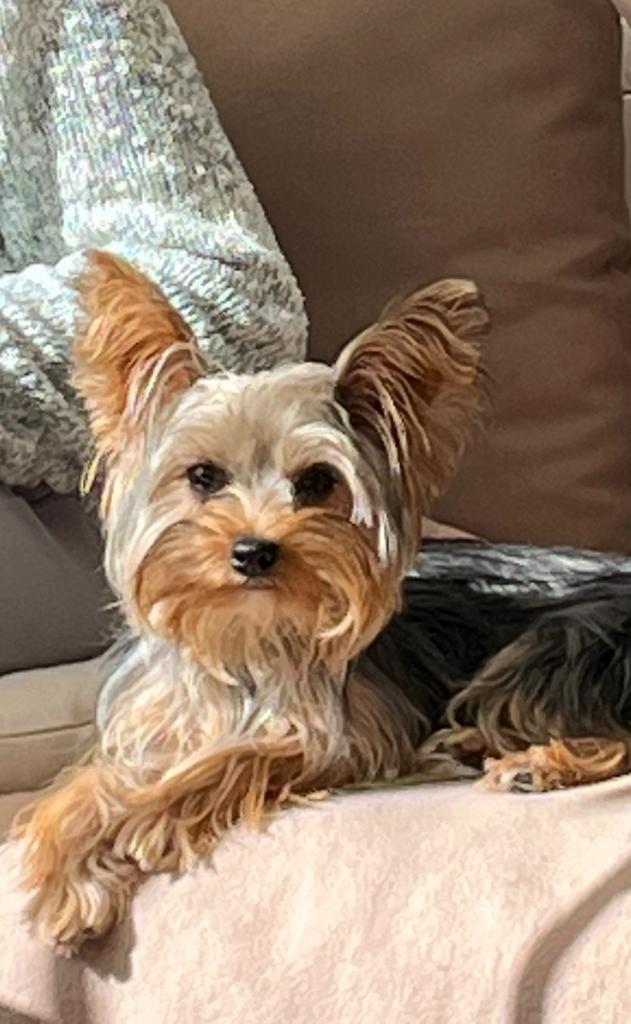 Yorkshire, Dieren en Toebehoren, Honden | Jack Russells en Terriërs, Teef, Yorkshire Terriër, Particulier, Eén hond, Nederland