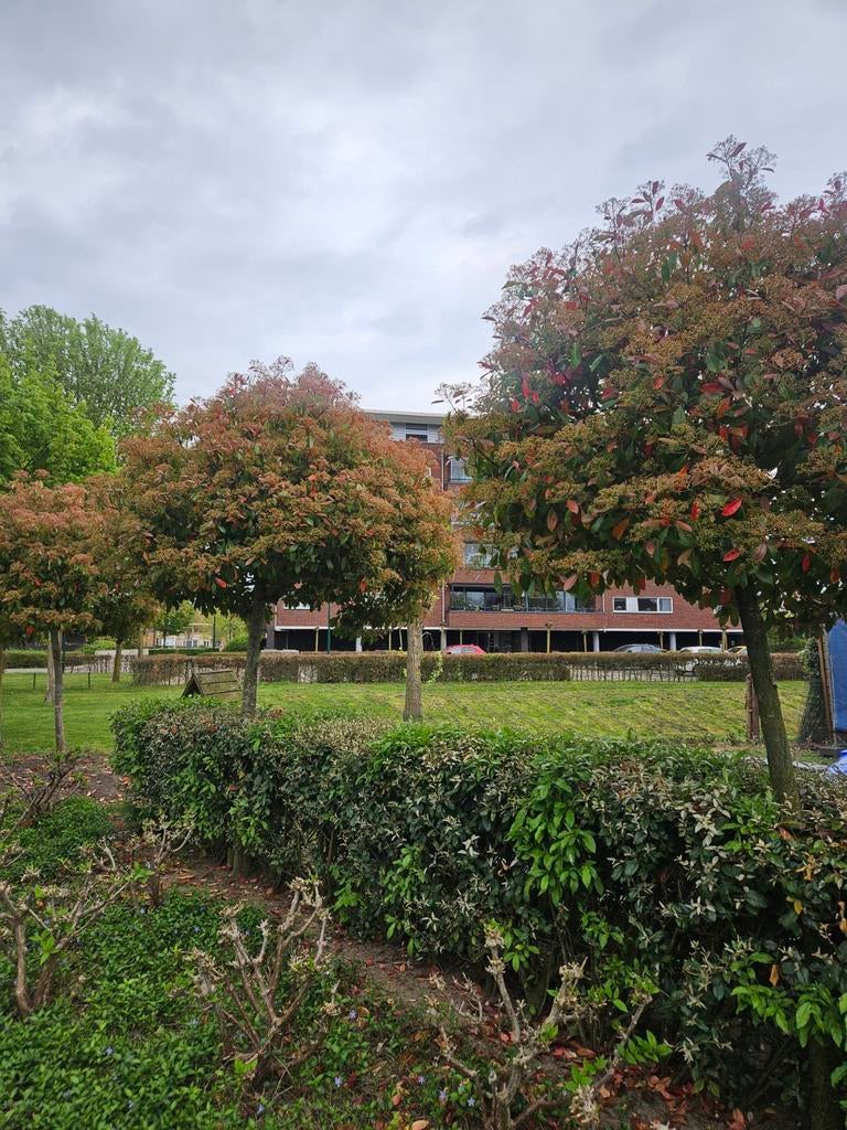 Photinia x fraseri 4 grote bomen red Robin  4 x 3 meter, Tuin en Terras, Planten | Bomen, Ophalen, Lente, Volle zon, Overige soorten