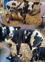 Bonte rammetjes, Dieren en Toebehoren, Schapen, Geiten en Varkens, Mannelijk, Schaap, 0 tot 2 jaar