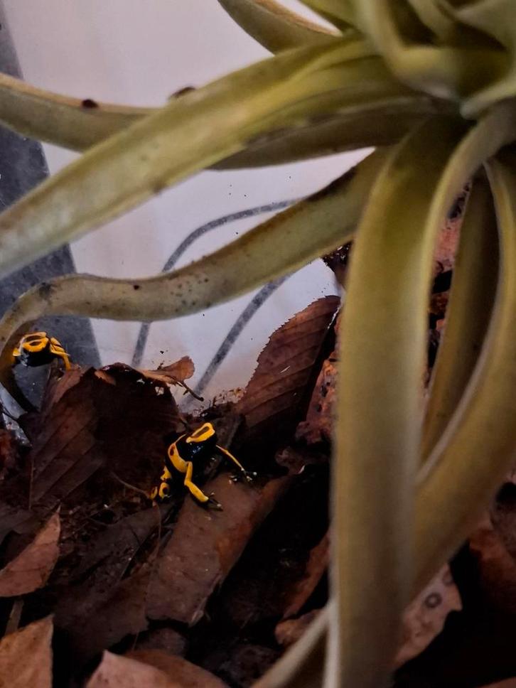 Dendrobates Leucomelas nakweek Frog - unknown for sale from Jonah van Mourik