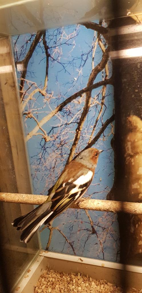 Man vink, Dieren en Toebehoren, Mannelijk