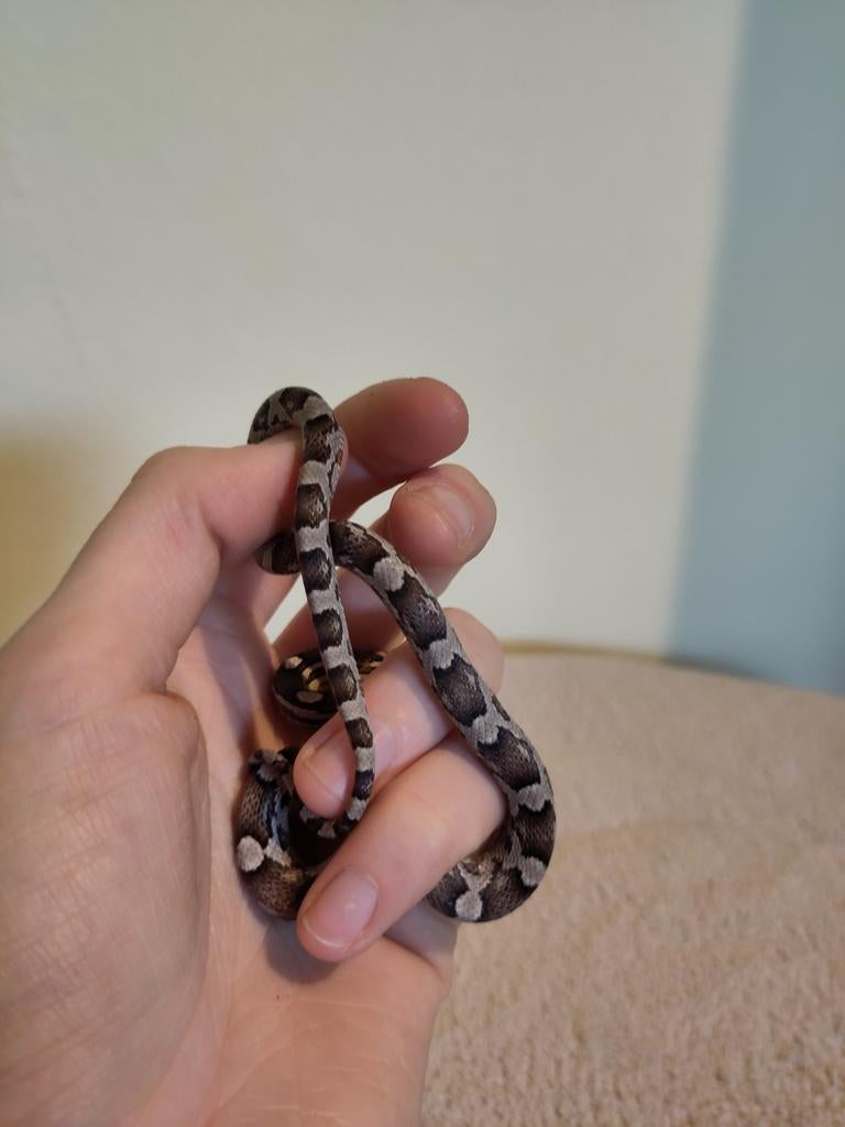 Rode rattenslang, Pantherophis guttatus, NK25 Anery 0.0.1, Slang, 0 tot 2 jaar