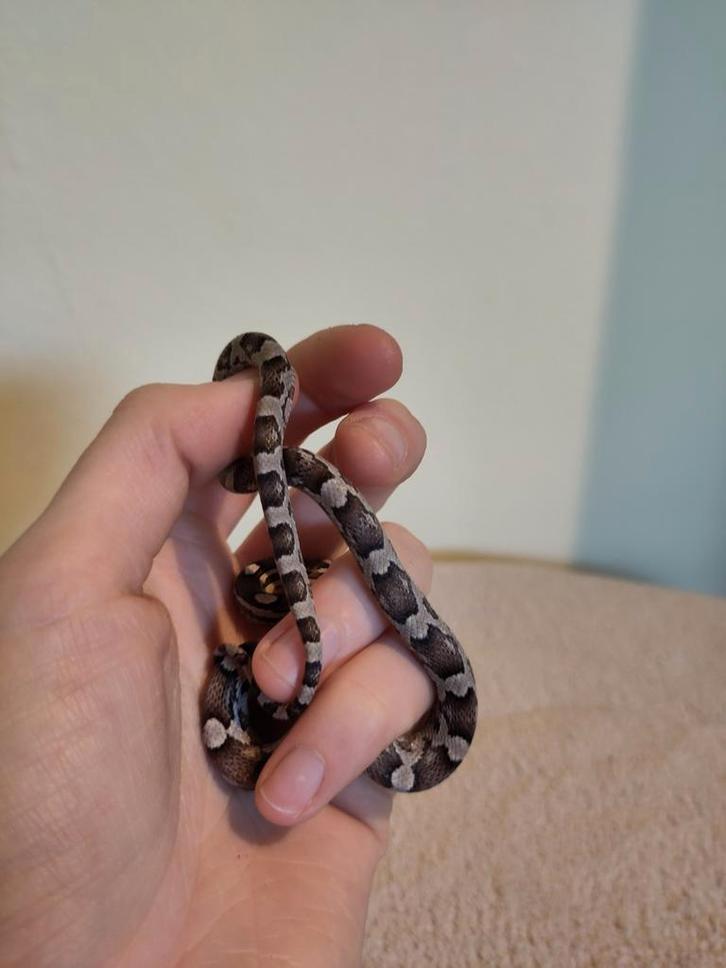 Rode rattenslang, Pantherophis guttatus, NK25 Anery 0.0.1 Rat Snake - male for sale from Stella's Animals