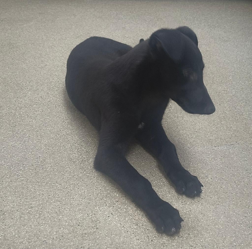 Greyhound.hazewindhond, Dieren en Toebehoren, Parvo, Overige rassen, 8 tot 15 weken, Meerdere