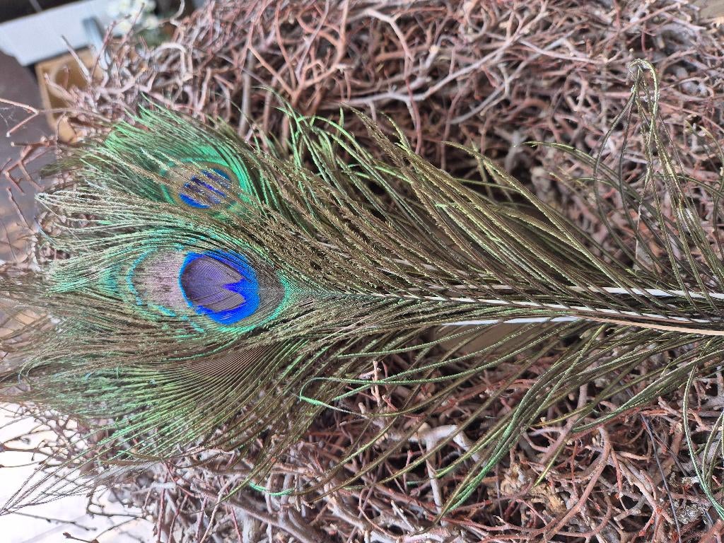 Pauw veren, Huis en Inrichting, *, *, Nieuw, Ophalen of Verzenden