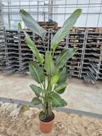 Strelitzia Augusta p27 - kamerplant, Tuin en Terras, Planten | Tuinplanten, Ophalen, Overige soorten, Volle zon