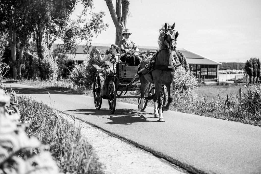 Te koop: veelzijdig tuig- rijpaard – Irisroos, Dieren en Toebehoren, Merrie, Met stamboom, Niet van toepassing, Tuigpaard