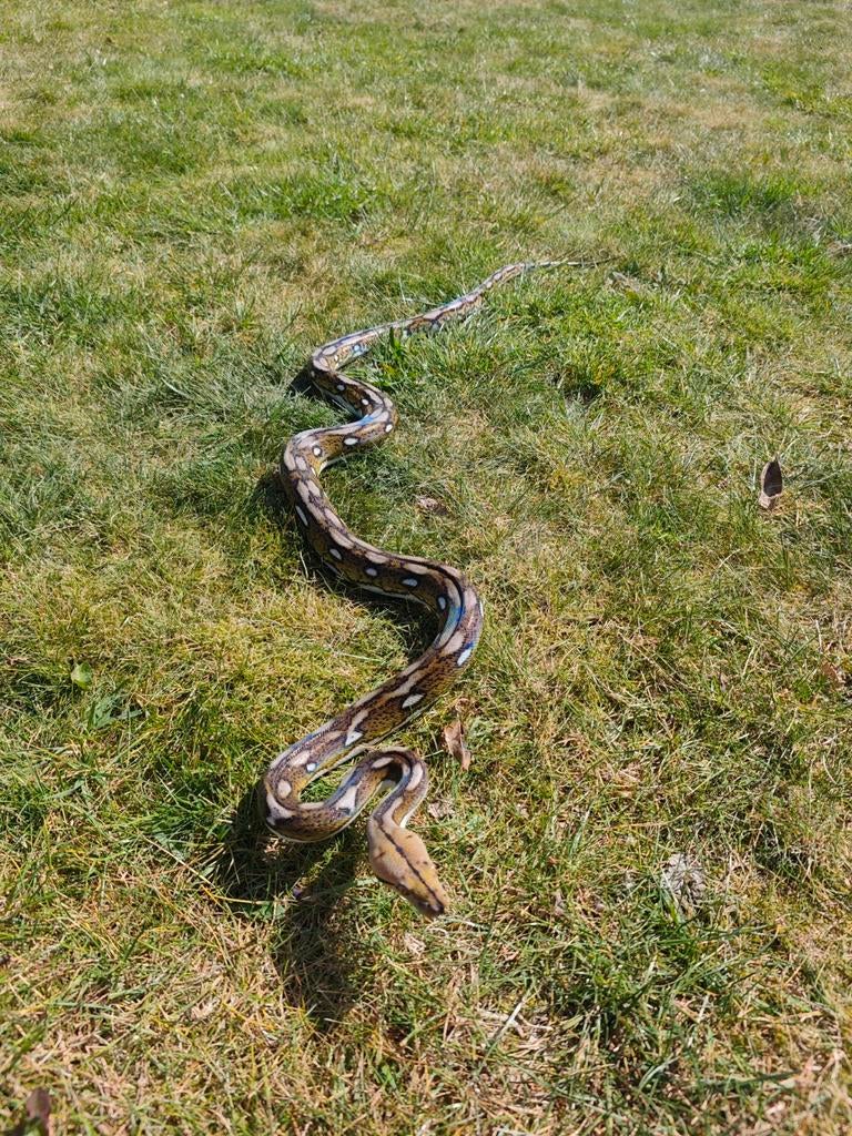 Python retic Motley Tiger Dwarf Reticulated Python - male for sale from MK Woodworks