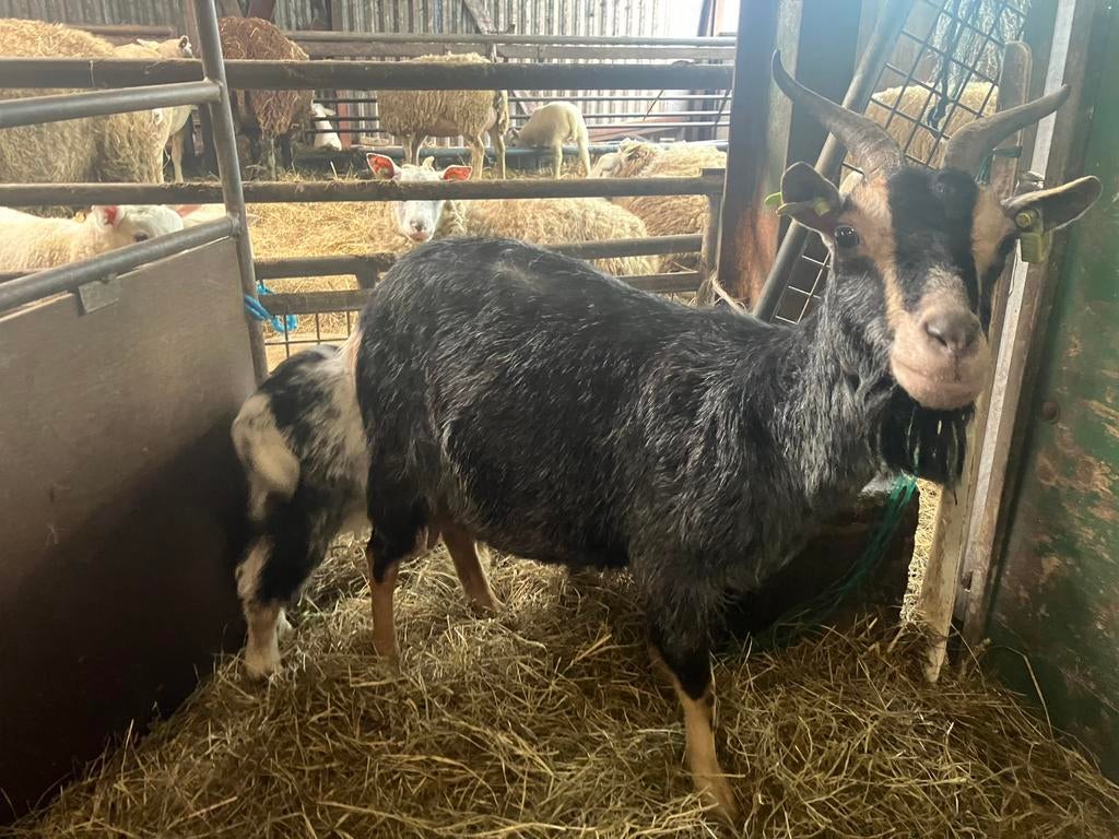 2 bokken en geit, Dieren en Toebehoren, Vrouwelijk, Geit