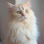 Britse Langhaar / Lowlander – Betoverende ogen  volle staart, Poes