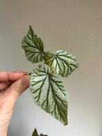 Surprise BEGONIA stekbox, Huis en Inrichting, Kamerplanten, Ophalen of Verzenden, Halfschaduw, Minder dan 100 cm