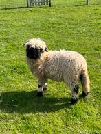Walliser Schwarznase ram, stamboek, Dieren en Toebehoren, Mannelijk, Schaap