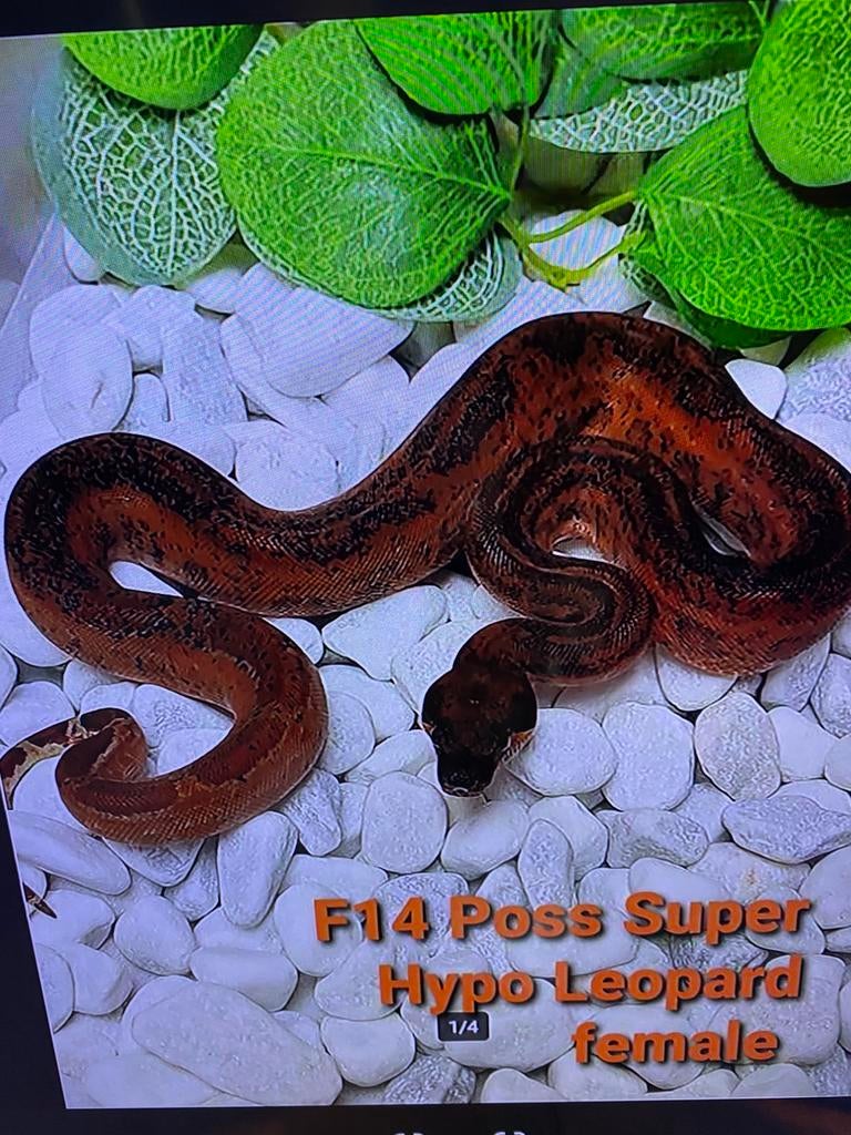 Nakweek boa’s 2026 Boa Constrictor - female for sale from Marco Vandeven