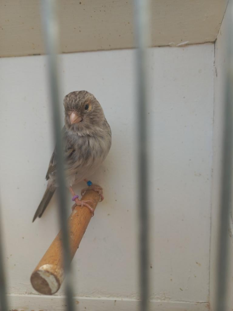 Te koop kanarie pop 2025 rood agaat, Dieren en Toebehoren, Vrouwelijk, Kleurkanarie