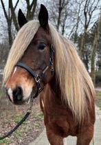 Super mooi, bijzonder gekleurde lieve comtois kruising, 6jr, Dieren en Toebehoren, Paarden, Merrie, Minder dan 160 cm, Zadelmak
