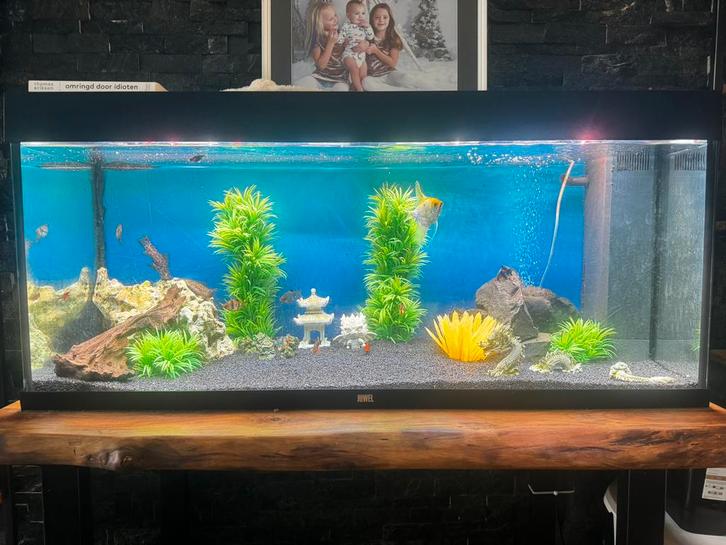Juwel aquarium 120cm (270L) compleet met vissen, Dieren en Toebehoren, Vissen | Aquaria en Toebehoren, Gebruikt, Gevuld zoetwateraquarium
