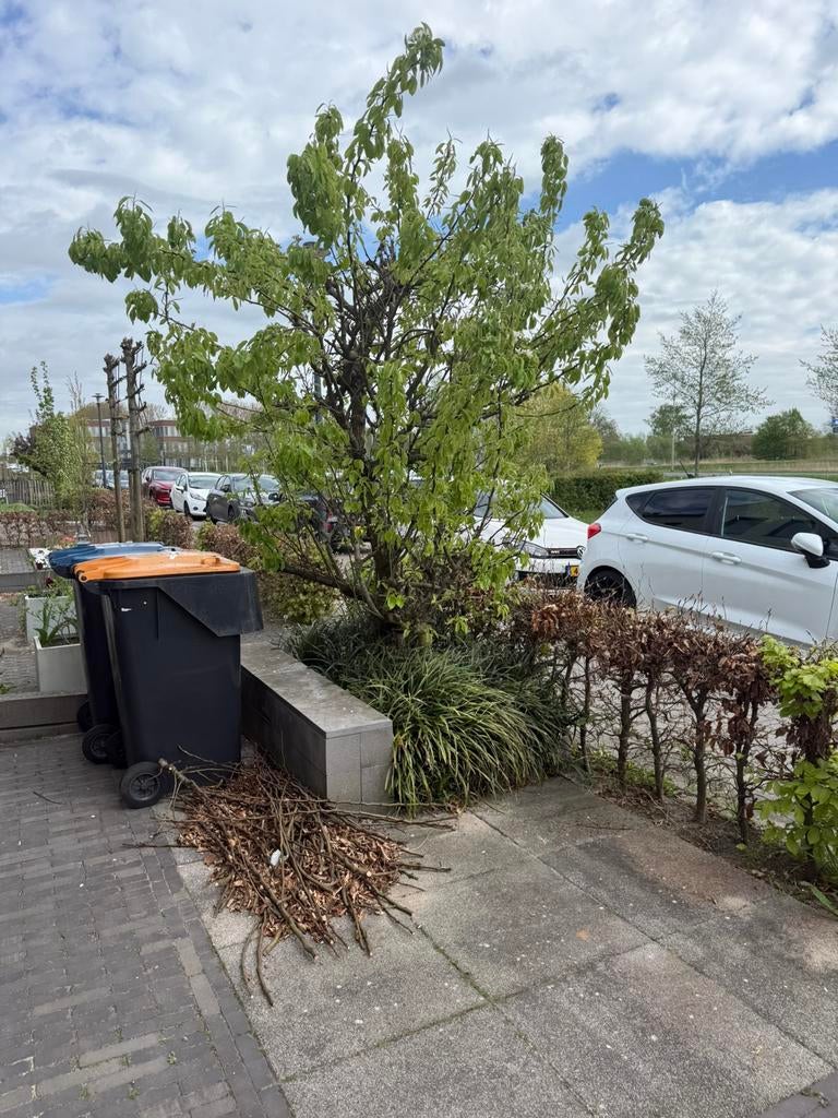 Perenboom, Tuin en Terras, Planten | Bomen, Ophalen, Volle zon, Overige soorten