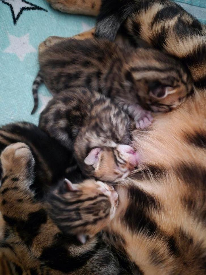 Bengaalse kittens te koop., Dieren en Toebehoren, Katten en Kittens | Raskatten | Korthaar, Meerdere dieren, Ontwormd