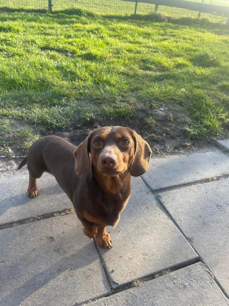 Gladharige Teckel dekreu, Dieren en Toebehoren, Reu, Parvo, Eén hond, 3 tot 5 jaar