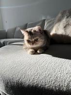 BRITSE KORTHAAR (MIX) KATER - 9 MAANDEN, Kater, Ontwormd, 0 tot 2 jaar