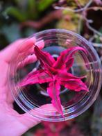 Nieuwe levering terrarium planten, Ophalen, Overige soorten, Halfschaduw, Minder dan 100 cm