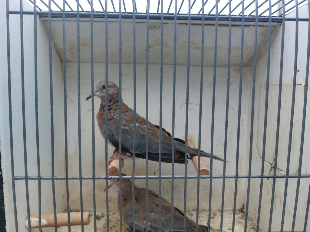 Senegal tortelduifje, Meerdere dieren