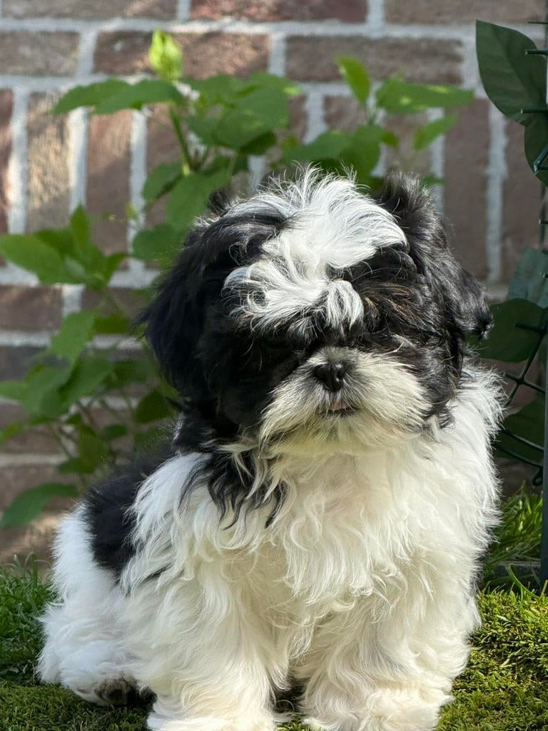 Shih tzu pups, Parvo, België, Overige rassen, 8 tot 15 weken