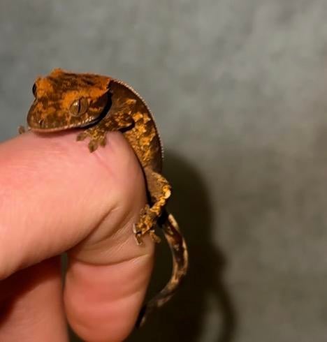 Baby wimpergekko, Dieren en Toebehoren, Reptielen en Amfibieën, Hagedis, Tam, 0 tot 2 jaar