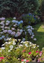 Grote hortensia roze lichtblauw per direct beschikbaar, Ophalen, Overige soorten, Halfschaduw