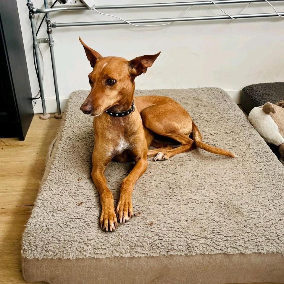 Lieve knuffelhond Kira (in Deventer), Dieren en Toebehoren, Honden | Niet-rashonden, Handelaar, Buitenland, Teef, Parvo