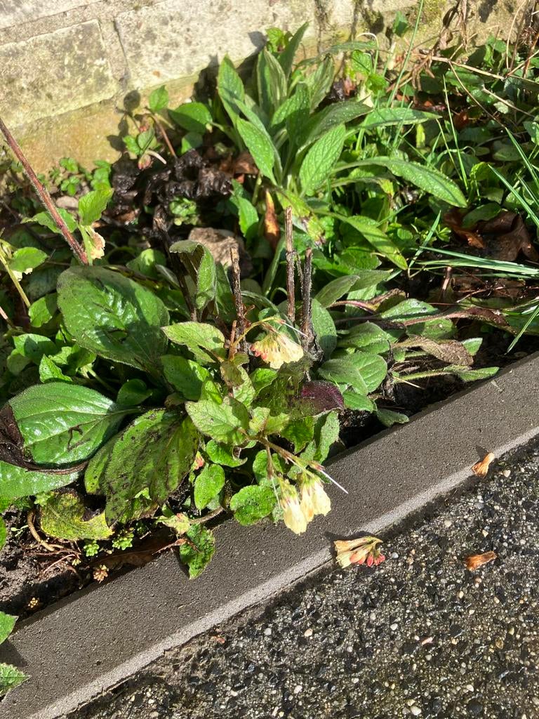 Smeerwortel - Vaste tuinplant, vroege bloeier, Tuin en Terras, Planten | Tuinplanten, Vaste plant, Ophalen of Verzenden, Halfschaduw