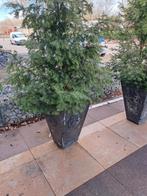 Planten bakken potten steen bloembakken, Volle zon, Bloeit niet, 100 tot 250 cm, Overige soorten