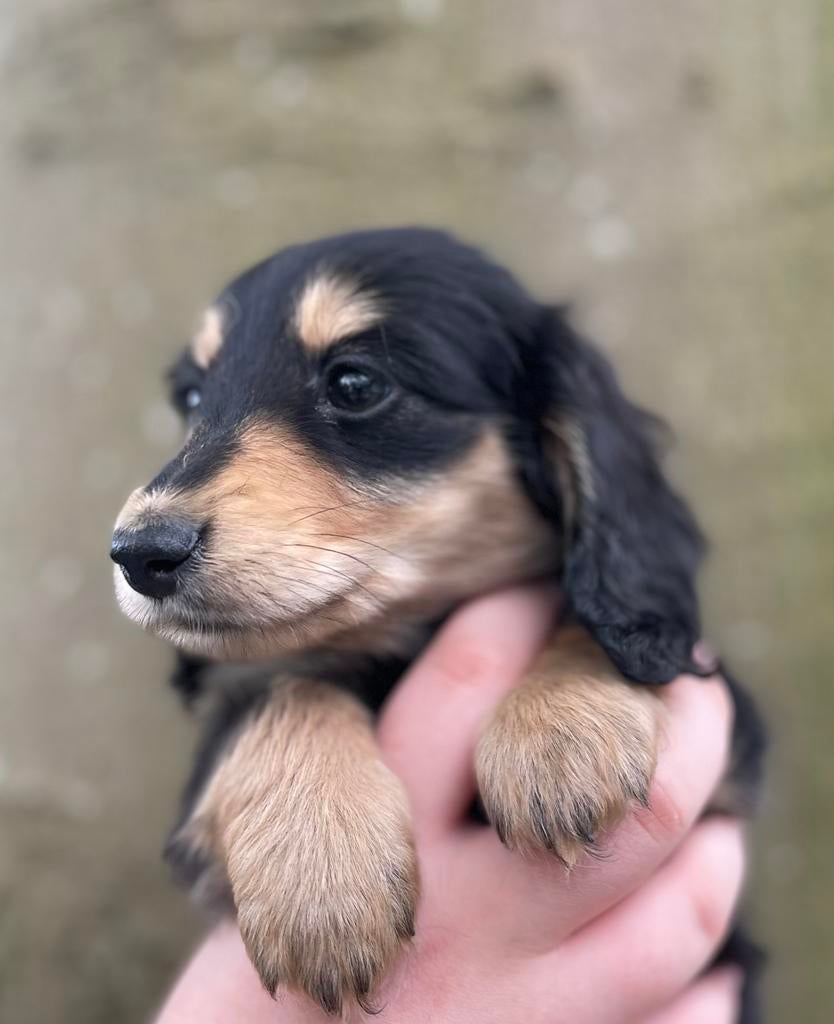 Deze mooie black creme teckel  mag vandaag het nest verlaten, Parvo, 8 tot 15 weken, Teef, Dwerg