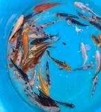 Koi 16–19 cm uit eigen kwekerij – Koidream Valburg