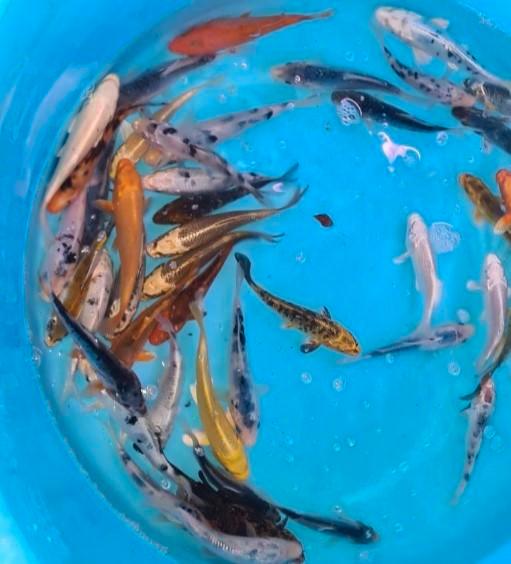 Koi 16–19 cm uit eigen kwekerij – Koidream Valburg, Dieren en Toebehoren, Vissen | Vijvervissen, Karper of Koi