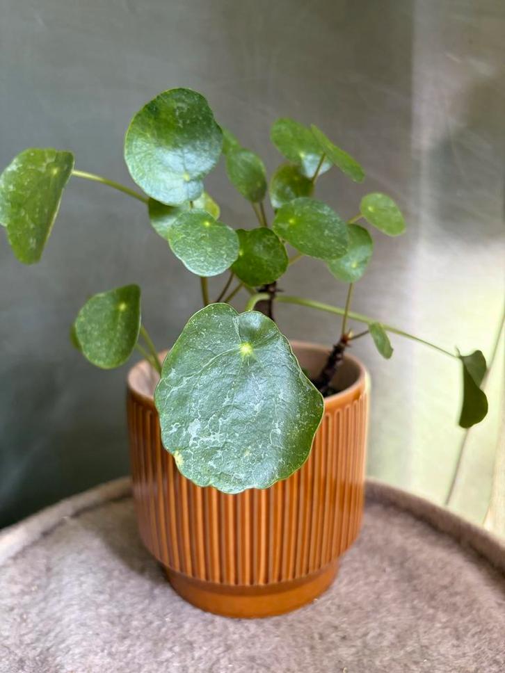 Pannenkoekenplant stekjes – Pilea Peperomioides ‘Sugar’, Tuin en Terras, Planten | Tuinplanten, Vaste plant, Overige soorten, Halfschaduw