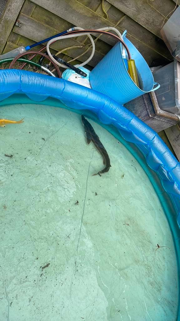 Diamant steur 70 cm, Dieren en Toebehoren, Vissen | Vijvervissen, Steur