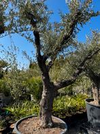 Grote voorraad oude grillige olijfbomen !!!, 100 tot 250 cm, Olijfboom, Zomer, Ophalen