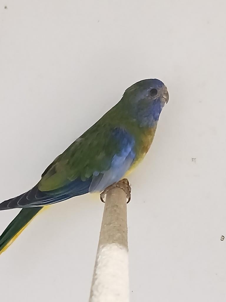 Splendid parkiet man 2025 Limburg België, Dieren en Toebehoren, Mannelijk, Parkiet, Geringd