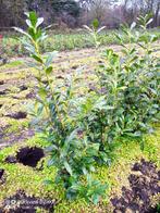 Partij 75 laurier struiken prunus caucasica 100-125cm struik, Ophalen of Verzenden, Laurier, Struik, 100 tot 250 cm