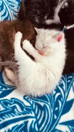 Siaamese kruising poes te koop, Poes