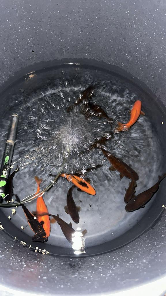 Vijver goudvissen., Dieren en Toebehoren, Goudvis(sen)