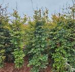 Beukenhaag boompjes 200cm, Ophalen of Verzenden, Bloeit niet, Overige soorten, 100 tot 250 cm