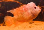 Flowerhorn Cichlid Golden Base Super Red Magma Grade AA, Vis