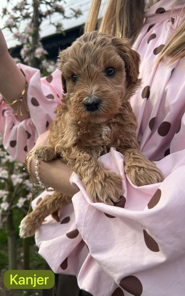 5 schattige bruine Labra Doodle x Australian Labra Doodle, Dieren en Toebehoren, 8 tot 15 weken, Parvo, Meerdere, Meerdere dieren